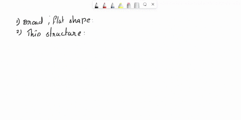how-is-the-leaf-adapted-for-photosynthesis-99026