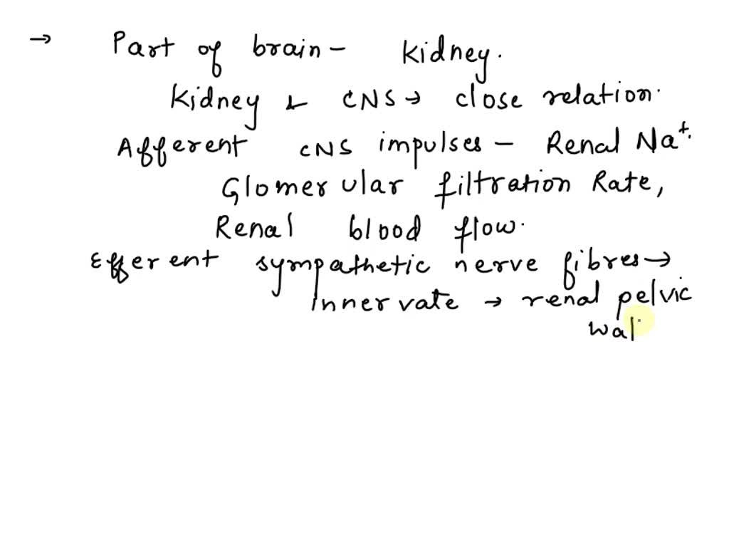 solved-the-part-of-the-brain-that-controls-the-action-of-thekidneys