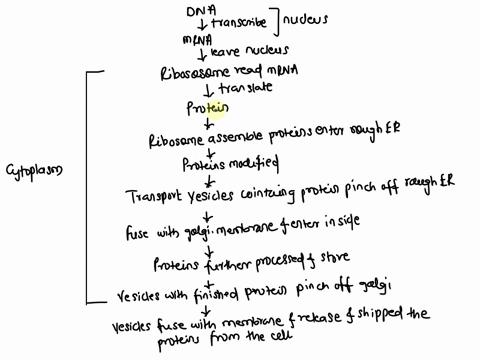 starting-with-instructions-from-the-factory-manager-dnachromosomes-create-a-flow-chart-to-show-how-a-protein-is-produced-and-shipped-from-a-cell-49237