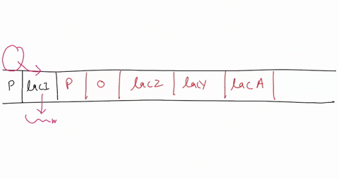 the-diagram-below-shows-the-lac-operon-which-is-a-control-system-of-gene-expression-regulating-lactose-metabolism-in-the-bacterium-e-coli-genes-2y-and-a-control-the-synthesis-of-the-enzymes-95104