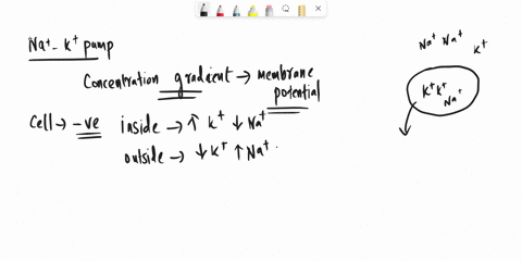 paired-glucose-6-answer-the-following-questions-regarding-the-sodium-potassium-pump-and-transporter-in-the-image-from-the-textbook-shown-below_-10744n-a-why-does-the-sodium-potassium-antipor-16862