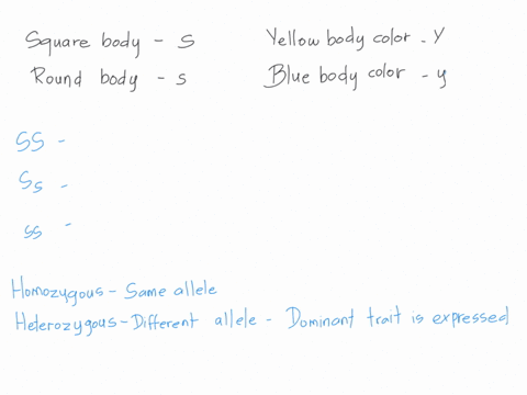 determine-the-phenotype-for-each-genotype-using-the-information-provided-example-red-eyes-r-are-dominant-to-white-eyes-r-rr-red-rr-red-rr-white-square-body-shape-s-is-dominant-to-round-s-ss_-78277