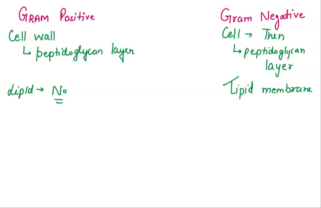 SOLVED: Give the structural differences between Gram negative and Gram ...