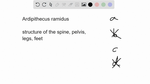 which-of-the-following-features-of-ardipithecus-ramidus-would-be-unexpected-in-a-terrestrial-biped-an-abducted-divergent-grasping-big-toe_-b-small-molar-teeth_-ca-vertically-short-bowl-shape-90202