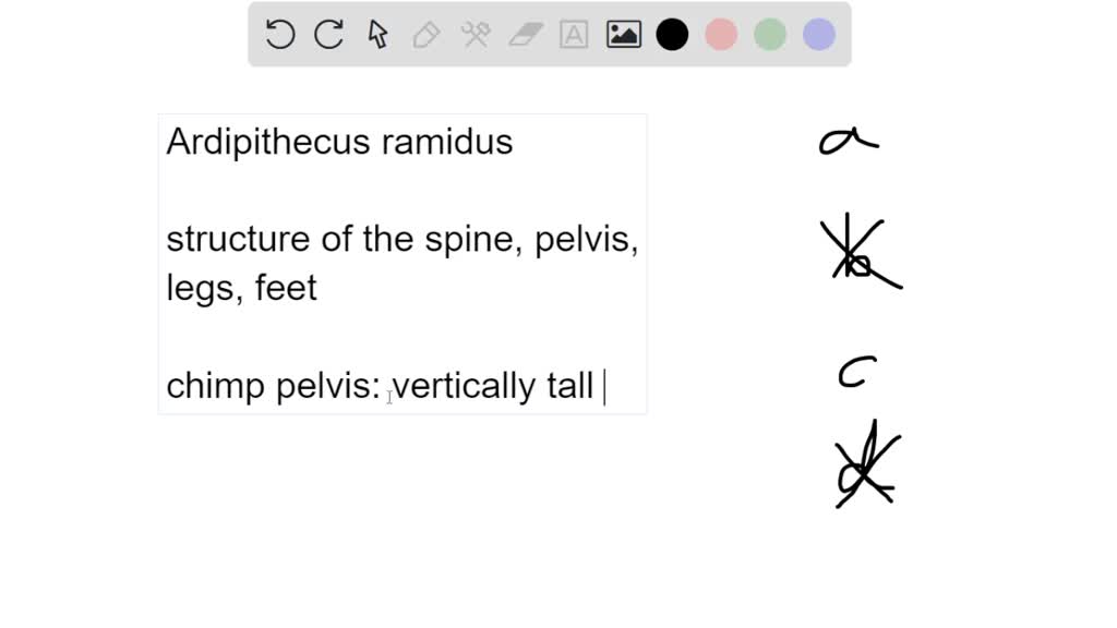 SOLVED One feature of Ardipithecus ramidus that indicates this species