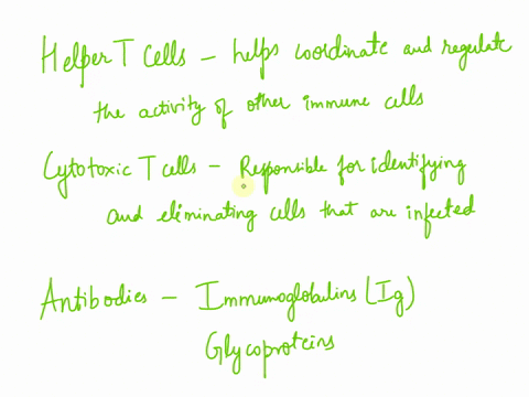 explain-in-detail-the-role-of-helper-t-cells-th-note-without-these-there-is-no-adaptive-immune-response-think-aids-patients-discuss-in-detail-the-role-of-cytotoxic-t-cells-tc-page-2-antibodi-44674
