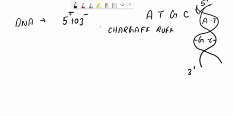 dna-polymerases-add-new-nucleotides-in-what-direction-select-one-a-5-to-3-b-3-to-5-c-both-directions-51738