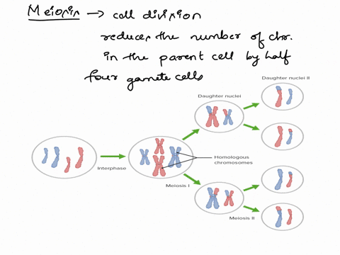 2-what-is-the-end-product-of-meiosis-75304
