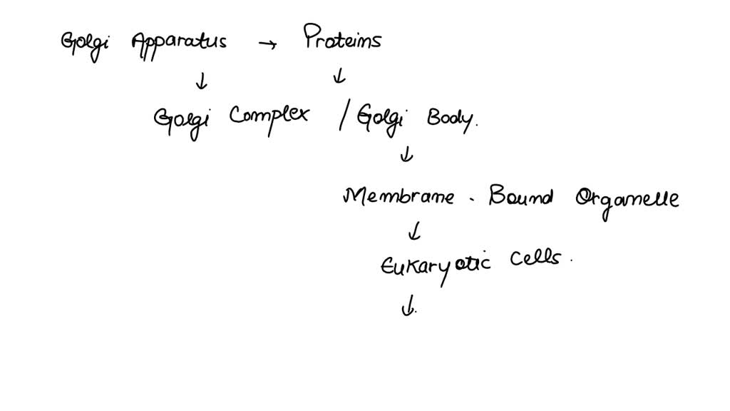 How Does The Human Respiratory System Work