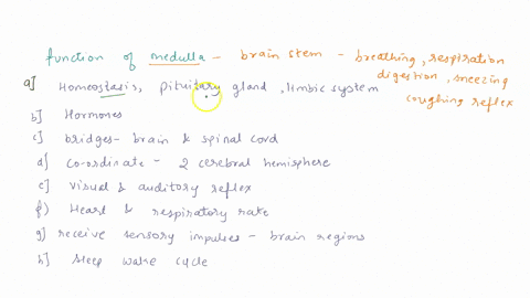 what-is-the-function-of-the-medulla-oblongata-select-one-maintains-body-homeostasis-regulates-pituitary-gland-part-of-limbic-system-b-produces-variety-of-hormones-contains-nerve-fibers-that-67783