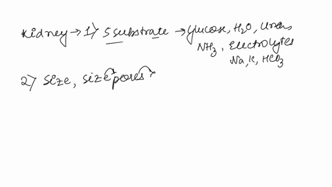kidney-question-1-what-five-substances-form-the-filtrate-2-what-determines-which-blood-components-remain-in-the-blood-and-which-end-up-in-the-filtrate-in-the-nephron-3-which-substances-in-th-77519