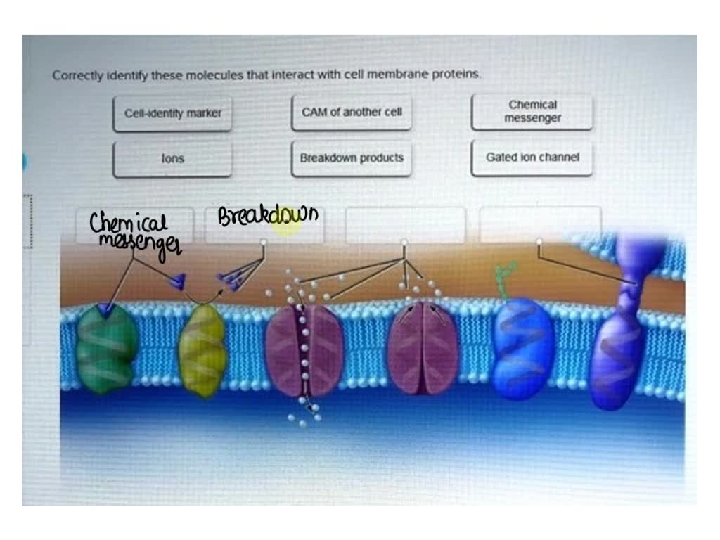 SOLVED: Correctly identify the following types of membrane proteins: 1 ...