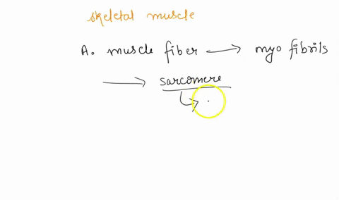 which-of-the-following-statements-about-skeletal-muscle-anatomy-isare-true-a-an-individual-skeletal-muscle-fiber-contains-many-sarcomeres-b-the-a-band-includes-the-regions-of-the-sarcomere-w-08209