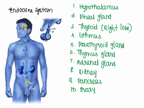 exercise-5identify-the-endocrine-system-structures-below26-adrenal-capsule-adrenal-cortex-adrenal-gland-adrenal-medulla-hypothalamus-infundibulum-islet-of-langerhans-isthmus-kidney-optic-chi-33544
