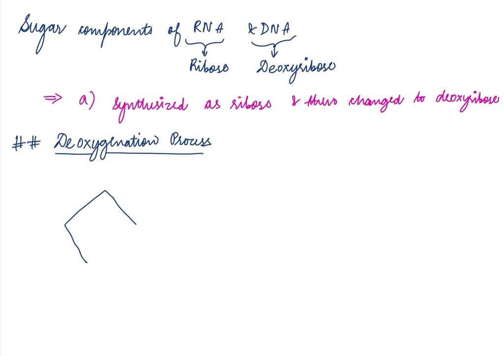 SOLVED The sugar component of RNA and DNA nucleotides is synthesized