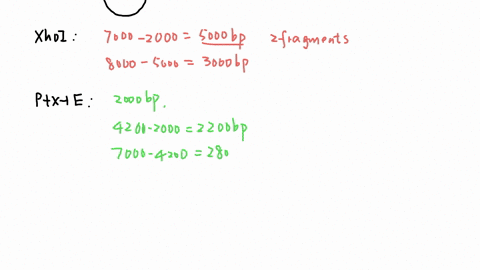 consider-the-following-plasmld-size-8000-bpwith-restrlctlon-sites-at-the-positions-indicated-pst1-1-7000-8kb-2000-1-xho1-probe-4200-ecori-a-this-plasmld-is-digested-with-the-enzymes-listed-b-72062