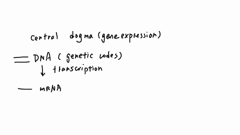5-which-statement-best-describes-the-role-of-mrna-in-protein-synthesis-a-stores-the-genetic-code-in-the-nucleus-b-splits-the-dna-molecule-into-two-strands-c-carries-an-amino-acid-to-the-ribo-16411