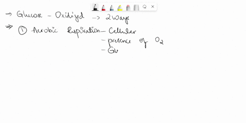 explain-the-ways-in-which-glucose-is-broken-down-or-oxidized-41103