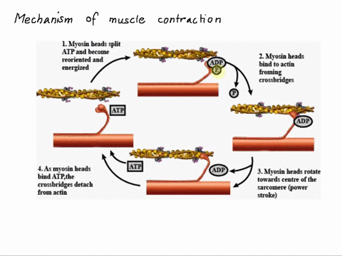 what-causes-a-muscle-cell-to-contract-a-atp-forms-a-bridge-binding-actin-to-myosin-b-calcium-ions-form-a-bridge-binding-actin-to-myosin-c-actin-and-myosin-break-down-d-myosin-heads-attached-57111