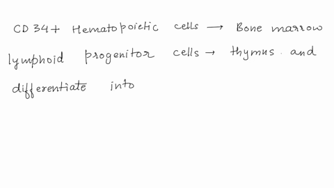 arrange-the-following-cells-in-the-order-of-their-development-cd34-_____-are-developed-in-the-bone-marrow-_____-travel-to-the-thymus-and-differentiate-into-_____-thymocytes-they-progress-thr-49507
