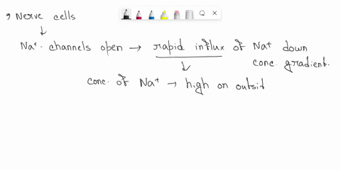 a-neuron-has-reached-a-threshold-potential-when-it-has-depolarized-to-the-point-where-a-the-voltage-77763