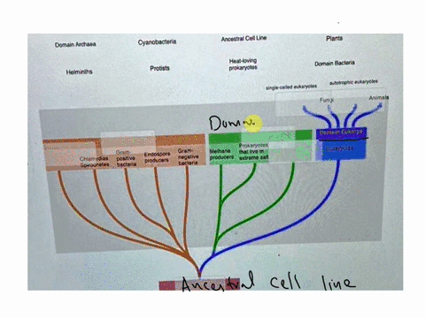 label-the-image-to-test-your-understanding-of-the-current-taxonomic-system-that-first-separates-organisms-into-one-of-three-domains-cyanobacteria-ancestral-coll-line-plants-domain-archaea-he-73703