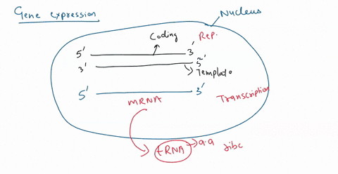 arrange-the-following-events-occur-in-gene-expression-a-mrna-leaves-the-nucleus-b-ribosome-assembles-around-mrna-c-rna-polymerase-attaches-to-promoter-of-the-gene-d-rna-polymerase-forms-cova-85922