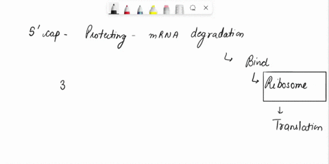 in-an-experimental-situation-a-student-researcher-inserts-an-mrna-molecule-into-a-eukaryotic-cell-after-she-has-removed-its-5-cap-and-poly-a-tail-which-of-the-following-would-you-expect-her-93073