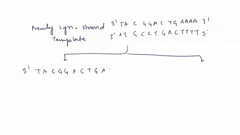agive-the-two-mechanisms-for-correcting-mistakes-made-during-dna-replication-what-is-the-mechanism-used-for-repairing-damage-done-to-existing-dna-67824