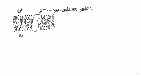 why-does-a-transmembrane-protein-require-more-than-1-transmembrane-domain-to-carry-out-its-function-as-a-channel-protein-87102