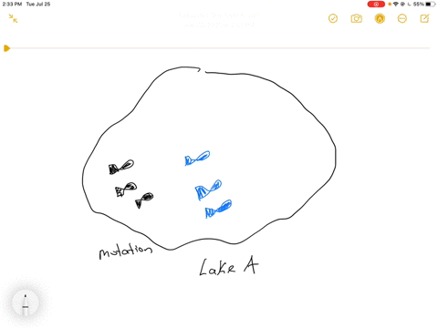 examine-the-following-scenario-a-population-of-small-fish-lives-in-a-lake-lake-a-the-dark-colored-fish-are-the-ancestral-phenotype-and-represent-the-usual-coloration-of-the-species-the-brigh-55204
