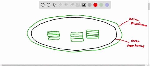 draw-a-chloroplast-and-label-the-outer-membrane-inner-membrane-thylakoid-membrane-lumen-and-the-stroma-87172