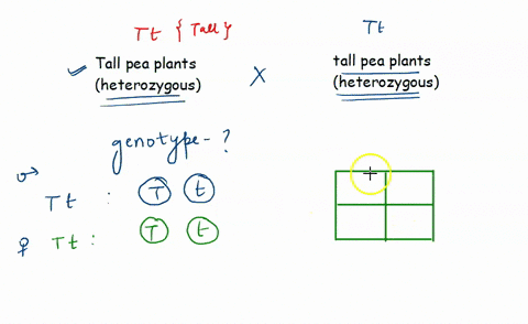 use-a-punnett-square-to-predict-the-offspring-in-a-cross-between-a-tall-pea-plant-heterozygous-and-a-80384