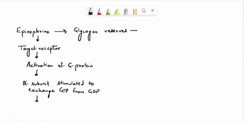 question-11-3-points-several-steps-are-involved-in-the-mobilization-of-glycogen-reserves-in-the-liver-cell-in-response-to-the-hormone-epinephrine-place-the-following-in-the-correct-order-gly-44033