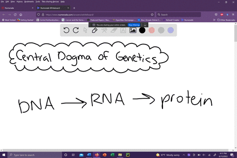 describe-the-central-dogma-of-molecular-genetics-and-how-it-serves-as-the-basis-of-modern-genetics-4-46405