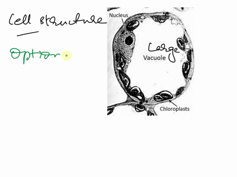 wun-based-on-the-presence-of-the-large-structure-occupying-most-of-this-cell-the-cell-can-be-classified-as-aan-cell-select-one-human-archaeal-animal-plant-bacterial-59817