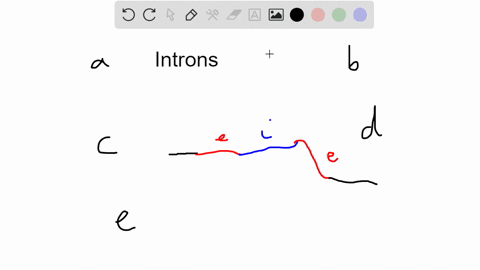 which-of-the-following-statements-is-true-regarding-introns-introns-are-the-parts-of-mrna-that-are-translated-introns-do-not-code-for-protein-introns-are-included-in-the-final-mature-rna-aft-62118