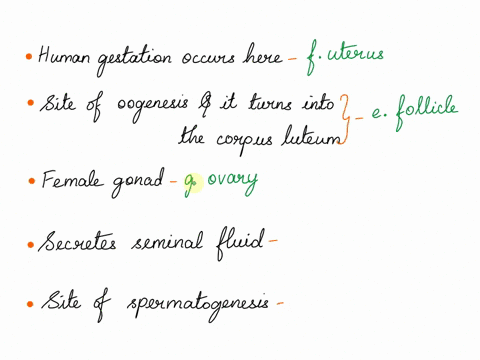 matching-lining-of-uterus-a-vas-deferens-b-prostate-gland-c-endometrium-d-testis-e-follicle-f-uterus-00471