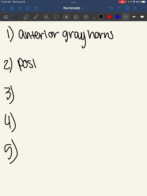cell-bodies-of-motor-neurons-to-skeletal-muscles-are-located-in-the-a-anterior-gray-horns-b-lateral-gray-horns-c-anterior-white-columns-d-posterior-white-columns-e-central-canal-sensory-impu-12116