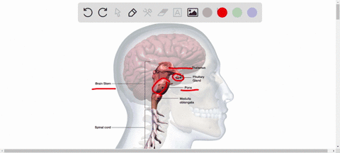 which-of-the-following-is-not-part-of-the-brain-stem-select-one-hypothalamus-b-pons-c-midbrain-d-medulla-oblongata-cbe-122-which-type-of-neuron-conducts-impulses-faster-select-one-myelinated-34891