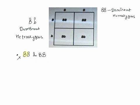 examine-the-punnett-square-below-b-b-b-bb-bb-b-bb-bb-which-of-the-following-choices-gives-the-alleles-of-the-parents-shown-here-bb-and-bb-bb-and-bb-bb-and-bb-bb-and-bb-examine-the-punnett-sq-29048