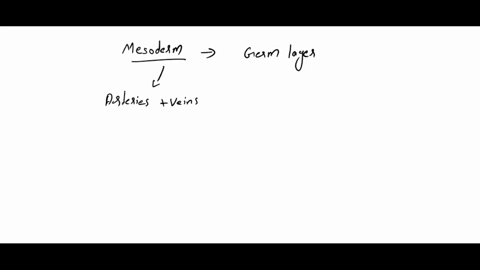 humans-are-triploblastic-which-means-that-in-our-early-embryos-we-are-made-of-three-separate-germ-layers-which-of-the-following-structures-is-not-derived-from-mesoderm-arteries-and-veins-the-11547