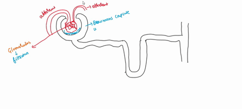what-are-the-major-functions-of-the-nephrons-describe-the-function-of-the-glomerulus-bowmans-capsule-proximal-convoluted-tubule-nephron-loop-and-distal-convoluted-tubule-91556