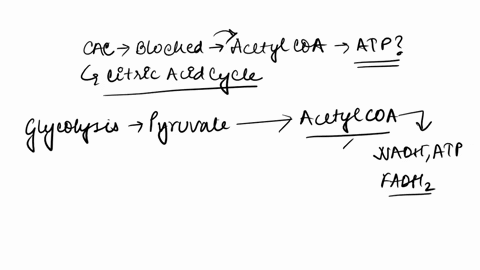 imagine-a-mutant-cell-in-which-one-reaction-in-the-citric-acid-cycle-cac-is-blocked-and-therefore-the-cell-is-unable-to-oxidize-acetyl-coa-can-this-mutant-cell-continue-to-produce-any-atp-no-17547