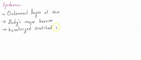 how-does-the-structure-of-the-epidermis-of-the-skin-relate-to-its-function-82461