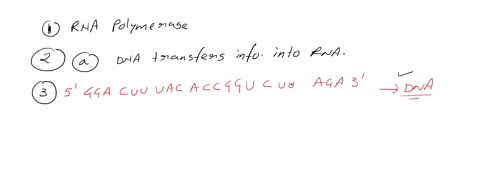 1-what-is-the-name-enzyme-that-makes-rna-from-a-dna-molecule-2in-these-cells-what-does-the-process-of-transcription-accomplish-a-dna-transfers-information-to-rna-b-rna-transfers-information-88802