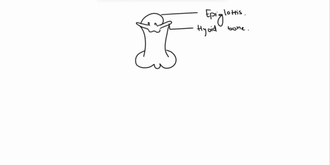 hyoid-bone-thyroid-cartlage-tracheal-cartlages-epiglotis-circoid-cartilage-ligaments-figure-13-2-1-what-are-three-functions-of-the-larynx-2-what-type-of-cartilage-forms-the-epiglottis-anisin-93296