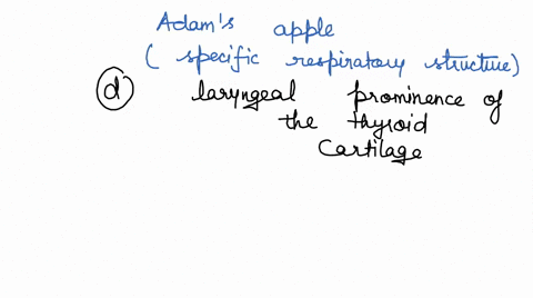 the-adams-apple-is-really-what-specific-respiratory-system-structure-a-upper-portion-of-the-trachea-b-lower-portion-of-the-trachea-cuneiform-cartilages-of-the-larynx-dthyroid-cartilage-of-th-13173