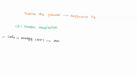 question-6-1-point-what-is-the-name-of-the-process-in-which-energy-is-released-in-a-cell-in-the-presence-of-sufficient-oxygen-anaerobic-respiration-glycolysis-aerobic-respiration-anabolism-f-73602