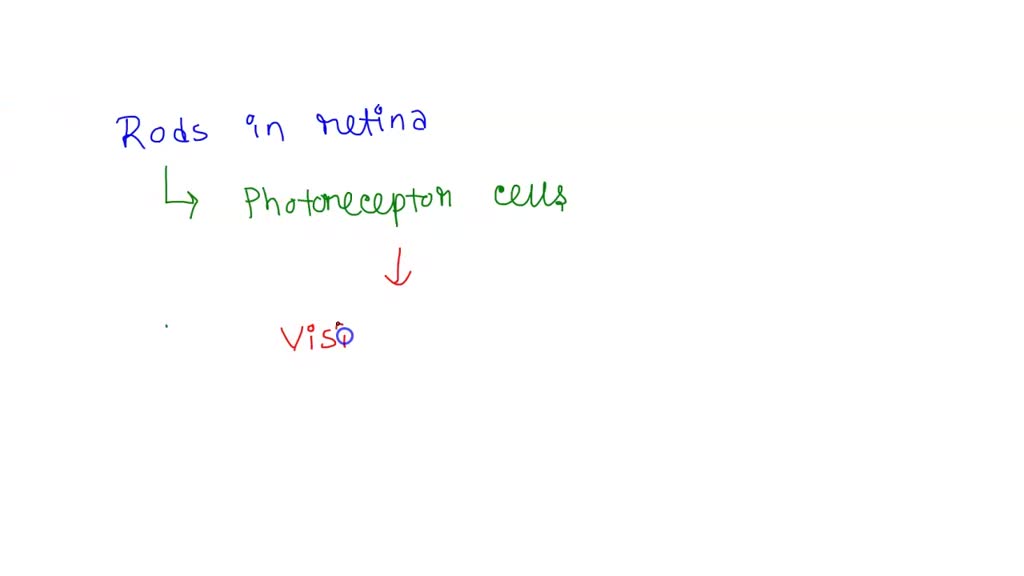SOLVED At sunset, your visual system adapts to (a) foveal centralis